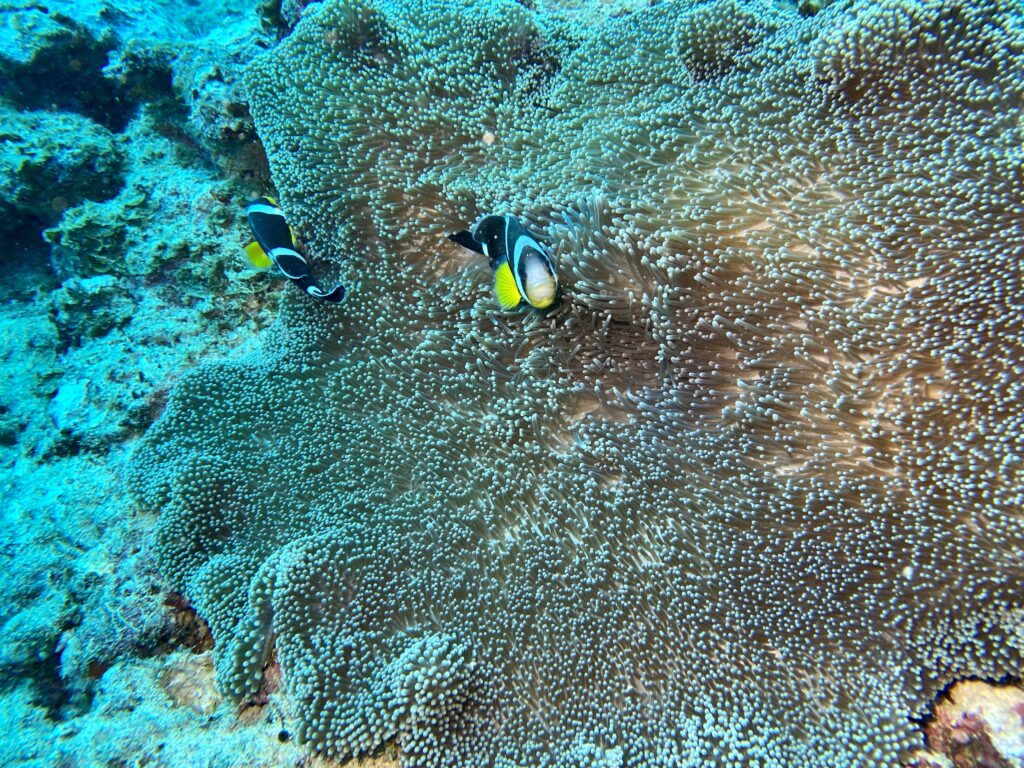 Unterwasserfoto: Seeanemone mit zwei Clownfischen